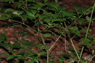 Cimicifuga racemosa, Black cohosh