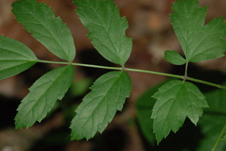 Cimicifuga racemosa, Black cohosh, leaf arrangement