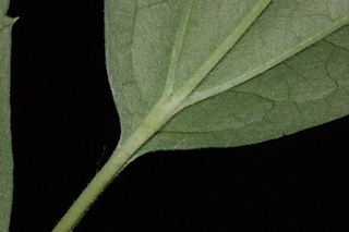 Cimicifuga racemosa, Black cohosh, leaf stem under
