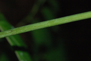 Cimicifuga racemosa, Black cohosh, stem