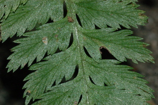 Athyrium niponicum, Japanese painted fern, branching