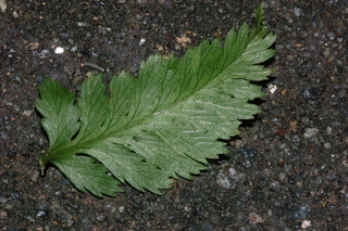 Athyrium niponicum, Japanese painted fern, leaf side under