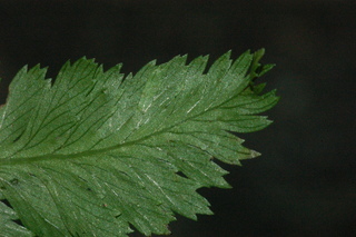 Athyrium niponicum, Japanese painted fern, leaf tip under