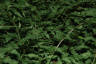 Athyrium niponicum, Japanese painted fern, plant