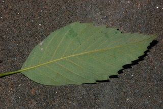 Quercus glauca, Blue japanese oak, leaf side under