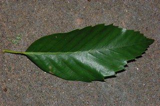 Quercus glauca, Blue japanese oak, leaf side upper