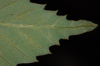 Quercus glauca, Blue japanese oak, leaf tip under