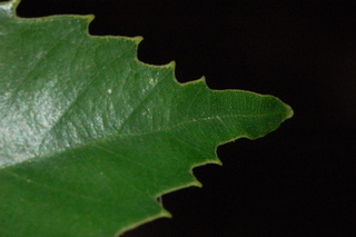 Quercus glauca, Blue japanese oak, leaf tip upper