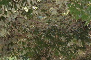 Quercus glauca, Blue japanese oak, plant