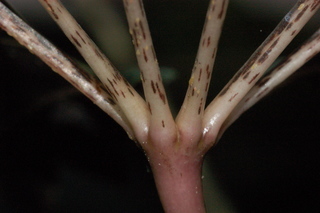 Schefflera elegantissima, False Aralie, leaf base under