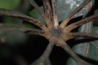 Schefflera elegantissima, False Aralie, leaf base upper