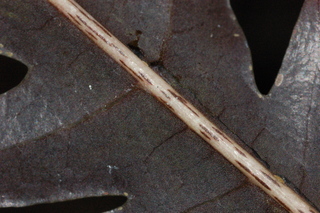 Schefflera elegantissima, False Aralie, leaf side under