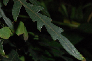 Schefflera elegantissima, False Aralie, leaf side upper