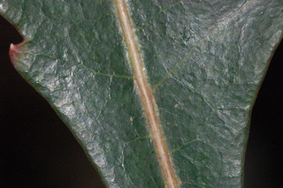 Schefflera elegantissima, False Aralie, leaf side upper
