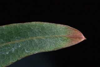 Schefflera elegantissima, False Aralie, leaf tip upper