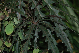 Schefflera elegantissima, False Aralie, plant