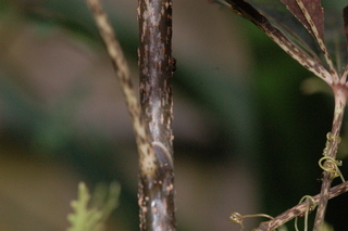 Schefflera elegantissima, False Aralie, stem