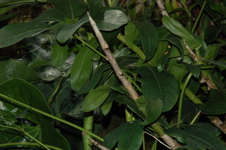 Schefflera actinophylla, plant