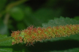 Acalypha hispida, flower