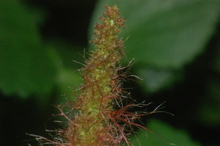 Acalypha hispida, flower tip