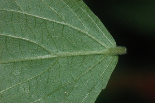 Acalypha hispida, leaf stem under