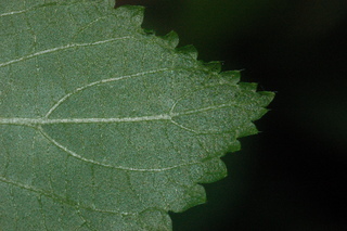 Acalypha hispida, leaf tip under