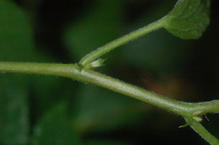 Acalypha hispida, stem