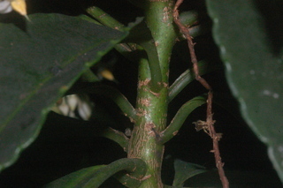 Ardisia crenata, branching