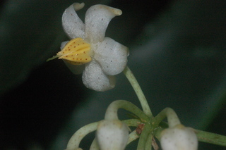 Ardisia crenata, flower