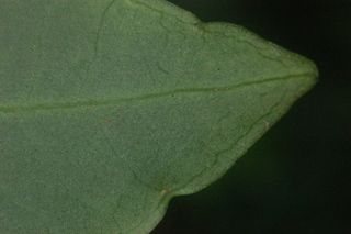 Ardisia crenata, leaf tip under