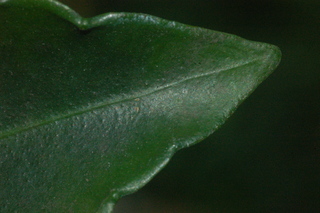Ardisia crenata, leaf tip upper