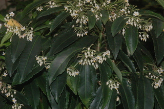 Ardisia crenata, plant