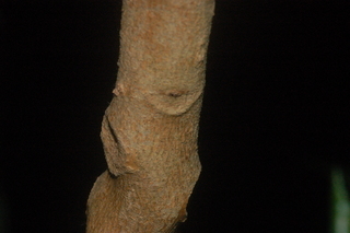 Ardisia crenata, trunk