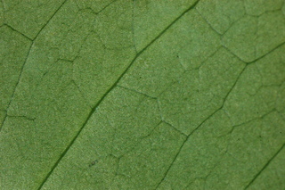 Schefflera actinophylla, leaf side under