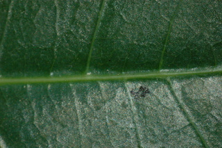 Schefflera actinophylla, leaf side upper