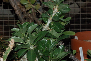 Pachypodium saundersii, plant