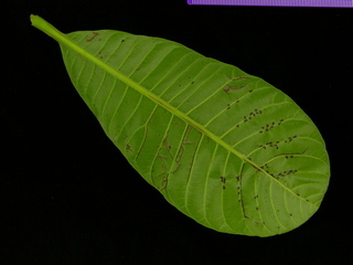 Anacardium excelsum, leaf bottom