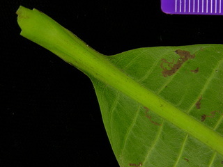 Anacardium excelsum, leaf bottom stem