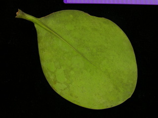 Clusia sp DL BC7, leaf bottom