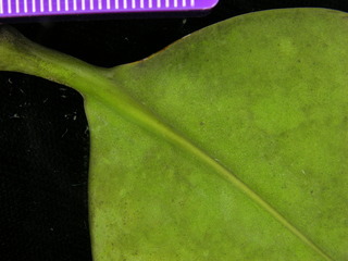 Clusia sp DL BC7, leaf bottom stem