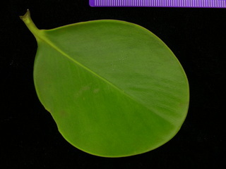 Clusia sp DL BC7, leaf top
