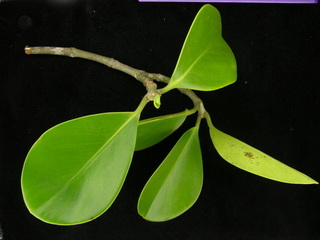 Clusia sp DL BC7, leaves