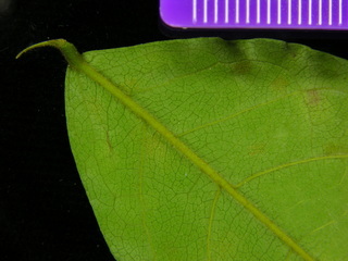 Cojoba rufescens, leaf bottom stem
