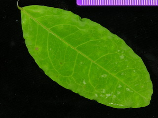 Cojoba rufescens, leaf top