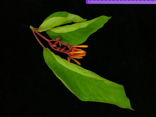 Hamelia patens, flower cluster and leaves