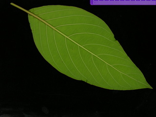 Hamelia patens, leaf bottom