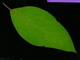 Hamelia patens, leaf top