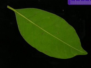 Spondias mombin, leaf bottom
