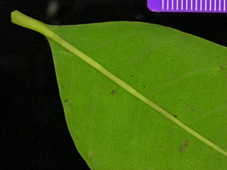 Spondias mombin, leaf bottom stem