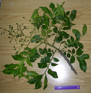 Spondias mombin, leaves and fruits